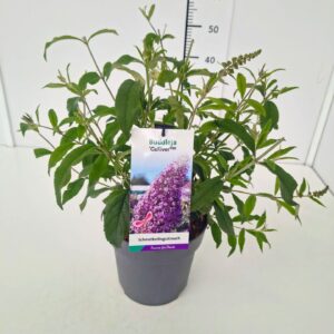Buddleja dav. 'Gulliver' C5
(1 Plants/Order)(23cmP 50cmH)