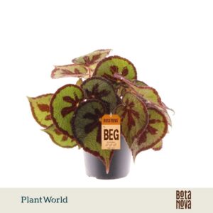 Begonia masoniana Mountain
(6 Plants/Order)(14cmP 30cmH)
