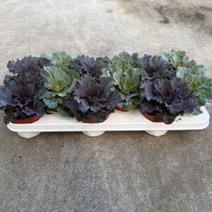 Brassica Glad
(12 Plants/Order)(10.5cmP 15cmH)