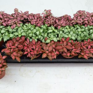 Fittonia mix 3 Colours KLEINBLADIG 8,5 CM
(21 Plants/Order)(8.5cmP 12cmH)