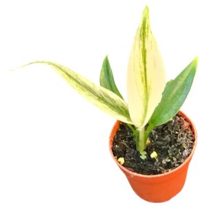Epipremnum pinnatum Epipremum Amplissimum Silver Variegata
(2 Plants/Order)(7cmP 15cmH)