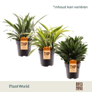 Dracaena Dracaena Fragrans mixed
(5 Plants/Order)(19cmP 45cmH)