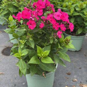 Phlox paniculata cerise
(1 Plants/Order)(17cmP 25cmH)