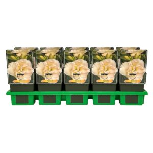 Hemerocallis Jean Swan' P11
(10 Plants/Order)(11cmP 25cmH)