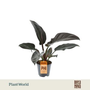 Philodendron Imperial Red
(7 Plants/Order)(14cmP 40cmH)