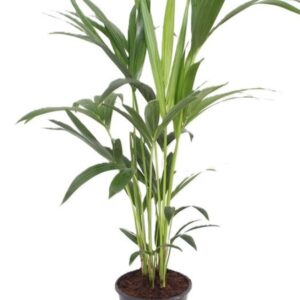 Howea forsteriana 4 per Pot
(6 Plants/Order)(17cmP 70cmH)