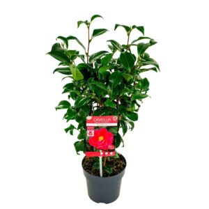 Camellia reticulata Mary Williams Premium
(6 Plants/Order)(15cmP 45cmH)
