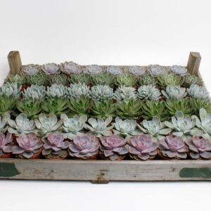 Echeveria Echeveria mix in gazenbak
(52 Plants/Order)(8.5cmP 15cmH)