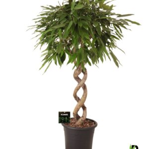 Ficus Amstel King binnendijkii Dubble spiraal
(1 Plants/Order)(32cmP 140cmH)