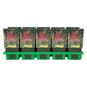 Heuchera Coral Petite' P11
(10 Plants/Order)(11cmP 25cmH)
