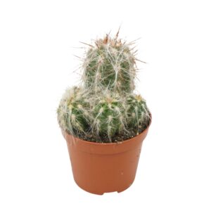 Cactus Oreocereus trollii 8,5 cm
(12 Plants/Order)(8.5cmP 12cmH)