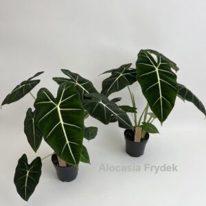 Alocasia micholitziana Frydek 14cm
(6 Plants/Order)(14cmP 55cmH)