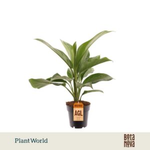 Aglaonema Silver Queen Bay
(7 Plants/Order)(14cmP 50cmH)
