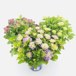 Hydrangea macrophylla other Music Collection® mix C5 (23cm.) Kn.
(17 Plants/Order)(23cmP 45cmH)
