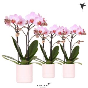 Phalaenopsis Multiflora mix 2 spike in Pastel Pot pink
(8 Plants/Order)(9cmP 40cmH)