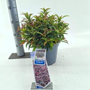 Leucothoe Burning Love keiskei
(1 Plants/Order)(23cmP 35cmH)