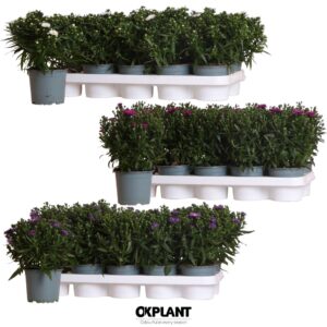 Aster Starletta Serie diverse
(10 Plants/Order)(12cmP 30cmH)