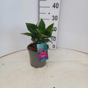 Aucuba Rozannie japonica
(1 Plants/Order)(17cmP 30cmH)