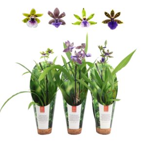 Zygopetalum mixed Inca 1 spike 9cm in luxury jungle cover
(11 Plants/Order)(9cmP 35cmH)