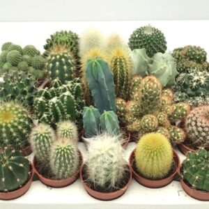 Cactus 100 Cactus mix 5,5 cm
(20 Plants/Order)(5.5cmP 6cmH)