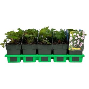 Geranium sanguineum Vision Pink' P11
(10 Plants/Order)(11cmP 25cmH)