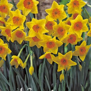 Droge Bulbs Narcissus Tazetta Suzy x5 12/14
(10 Plants/Order)(5cmP 35cmH)