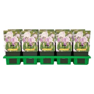 Iris germanica Rheinländerin' P11
(10 Plants/Order)(11cmP 25cmH)