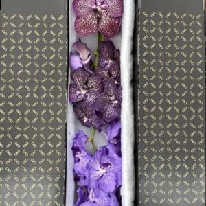 Vanda per spike mixed Vanda Purple mix x4
(4 Plants/Order)(5cmP 25cmH)