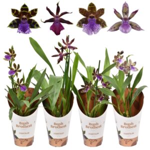 Zygopetalum 1 spike 3+ bud mix 12 cm
(10 Plants/Order)(12cmP 40cmH)
