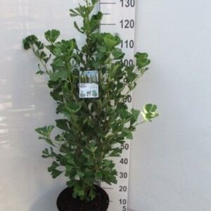 Ginkgo Ginkgo b. Fastigiata Blagon 80-100 P30
(1 Plants/Order)(30cmP 140cmH)