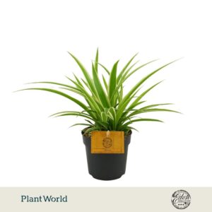 Chlorophytum Ocean 10,5cm
(10 Plants/Order)(10.5cmP 20cmH)