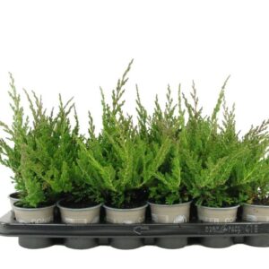 Juniperus Prince of Wales horizontalis
(18 Plants/Order)(9cmP 10cmH)