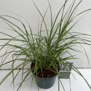 Miscanthus sinensis Flamingo
(1 Plants/Order)(19cmP 50cmH)