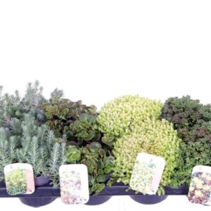Sedum other mix in tray
(8 Plants/Order)(13cmP 15cmH)