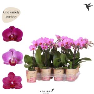 Phalaenopsis Multifloratypes other purpel 1 spike
(12 Plants/Order)(9cmP 40cmH)