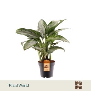 Aglaonema Jubilee Petite
(10 Plants/Order)(12cmP 45cmH)