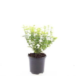 Euonymus fortunei Emerald n Gold
(8 Plants/Order)(14cmP 10cmH)