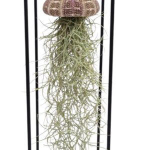 Tillandsia Arrangement Tillandsia schelp hangframe large
(8 Plants/Order)(13cmP 44cmH)