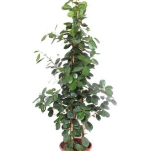 Ficus Green Island
(1 Plants/Order)(27cmP 140cmH)