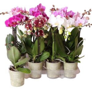 Phalaenopsis mixed Natural Charm 1 spike 9 cm
(12 Plants/Order)(9cmP 40cmH)
