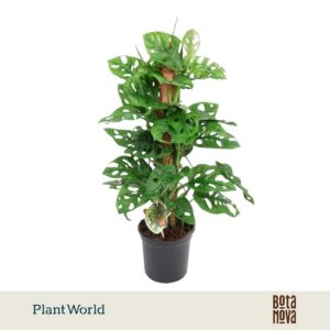 Monstera obliqua Monkey Leaf Mosstok
(6 Plants/Order)(16cmP 70cmH)