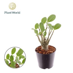 Adenium obesum
(10 Plants/Order)(12cmP 25cmH)