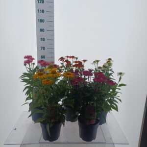 Echinacea Sombrero (minimum order one layer)
(1 Plants/Order)(19cmP 60cmH)
