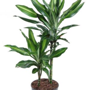 Dracaena Cintho 46325
(1 Plants/Order)(19cmP 70cmH)