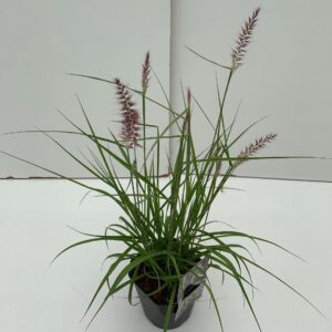 Pennisetum Karley Rose'
(6 Plants/Order)(17cmP 50cmH)