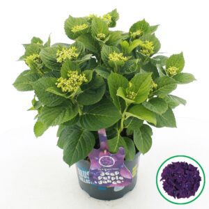 Hydrangea Music Collection Deep Pur macr. Dance'® C5 (23cm.) Kn.
(1 Plants/Order)(23cmP 45cmH)