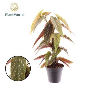 Begonia Phoenix Wing Mosstok
(10 Plants/Order)(12cmP 40cmH)