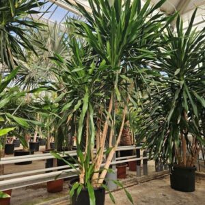 Dracaena Gymea
(1 Plants/Order)(70cmP 500cmH)