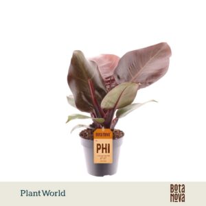Philodendron Cherry Red
(7 Plants/Order)(14cmP 35cmH)