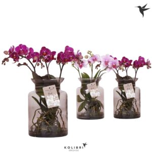 Phalaenopsis mixed Roots in Glas stolp lilac
(3 Plants/Order)(16cmP 50cmH)